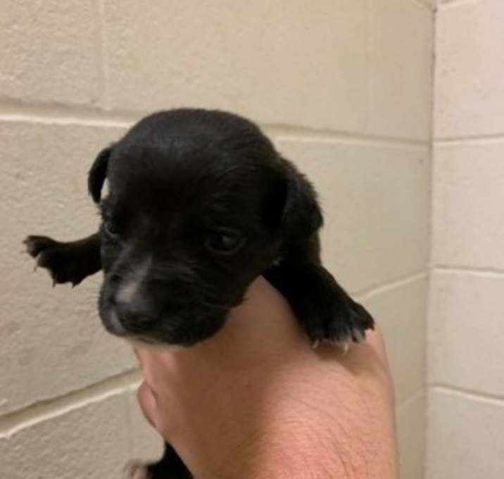 Photo of Potato DRQ125 12/31/25