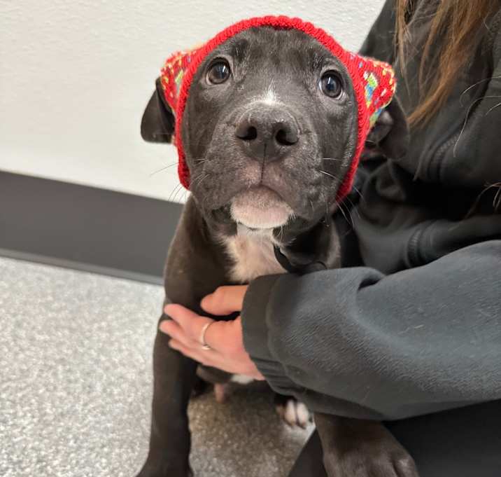 Photo of St. Patrick