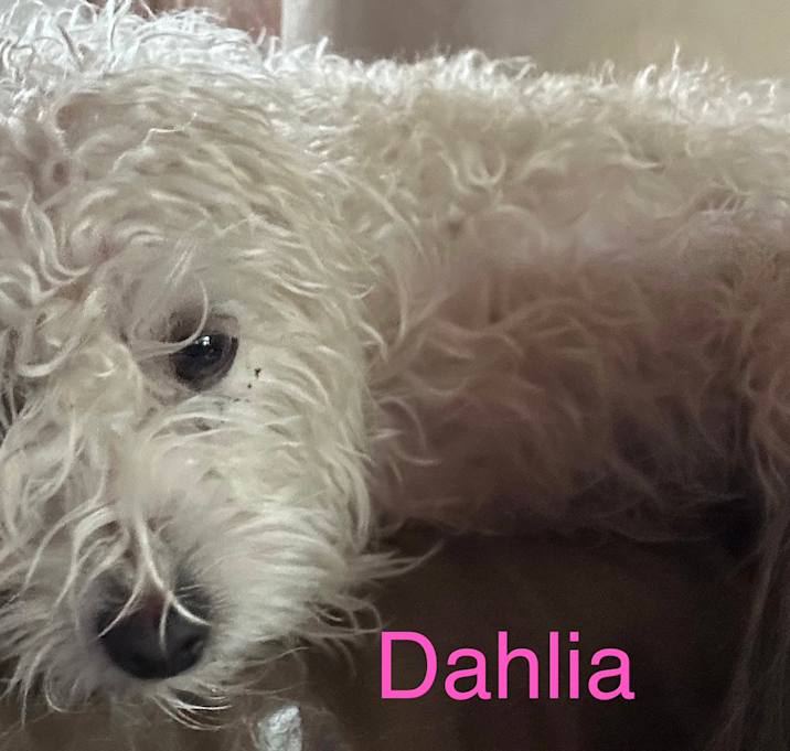 Photo of Dahlia