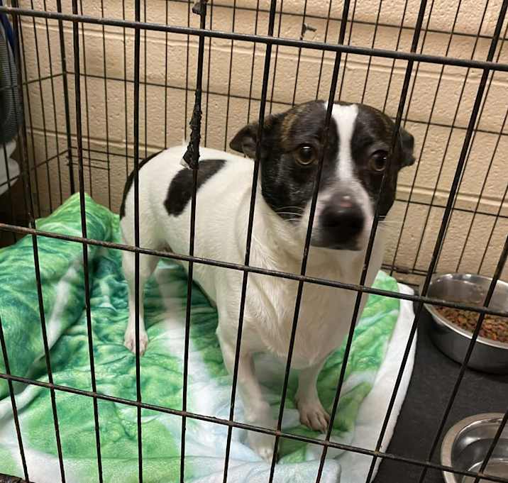 Photo of Shiloh - available 1/4