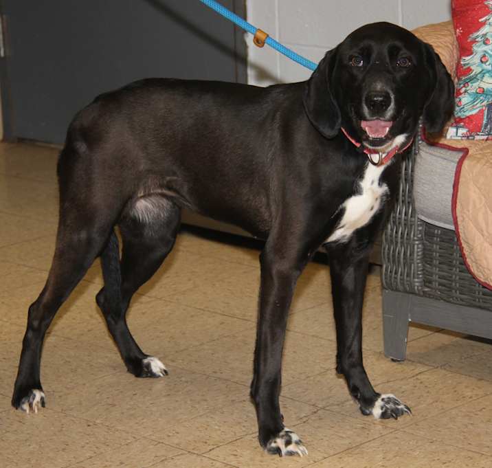 Photo of Dorothy (Spayed)