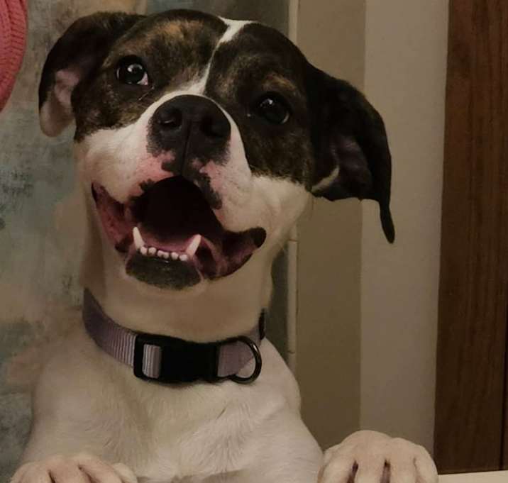 Photo of Lex (Dalmatian/Lab/Spaniels 3)