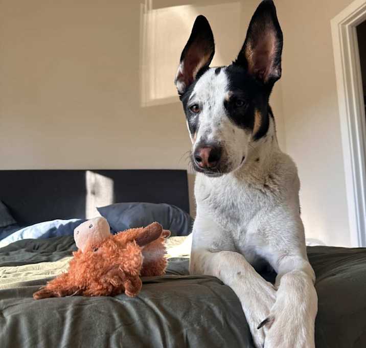 Photo of Chuck - Shy & Sweet