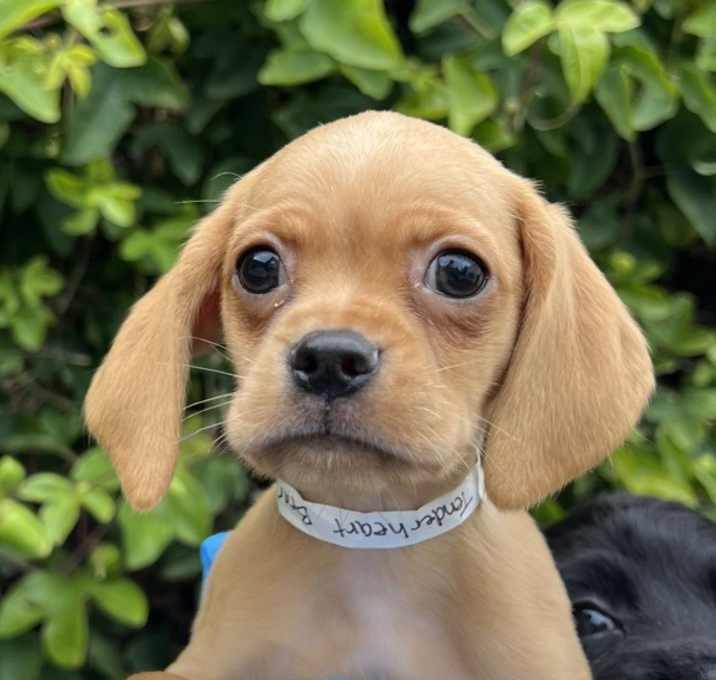 Photo of Tenderheart Bear
