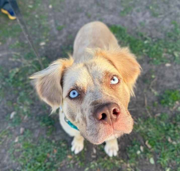 Photo of Blaze Glory the Blue Eyed Wonder