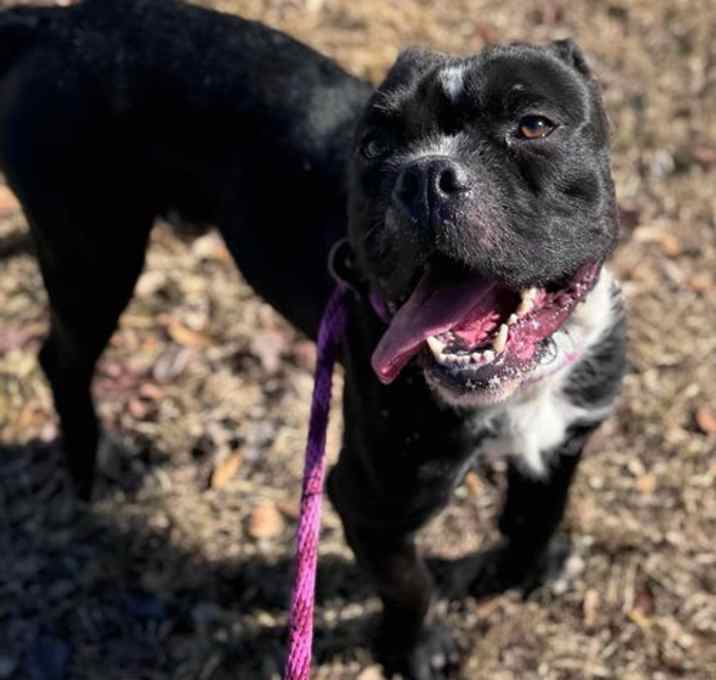 Photo of Sir Muffins the Dog