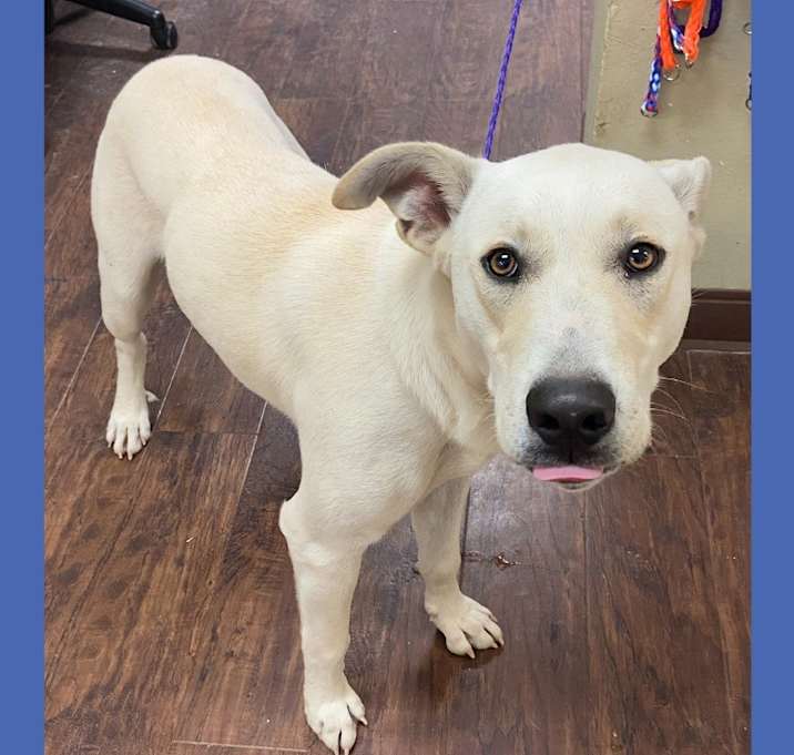 Photo of Dog Kennel #22 Buddy