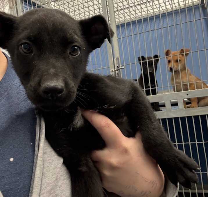 Photo of Frank McCallister