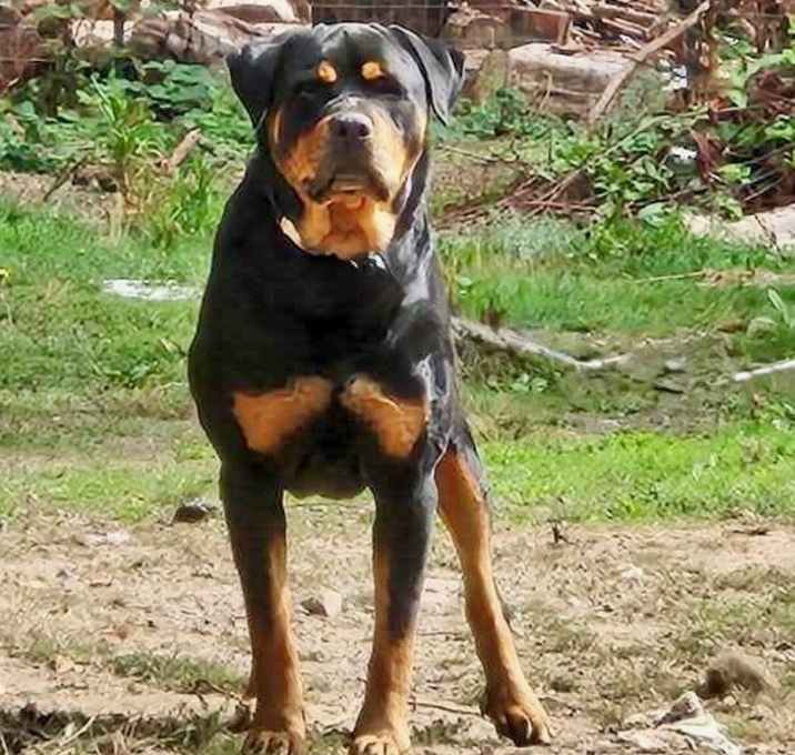 Photo of Rocky the Rottweiler!