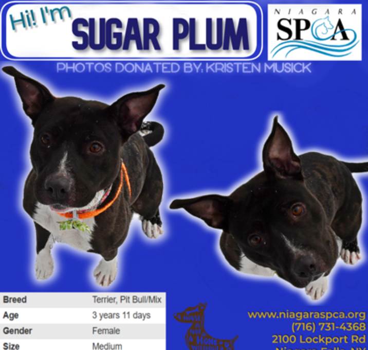 Photo of Sugar Plum