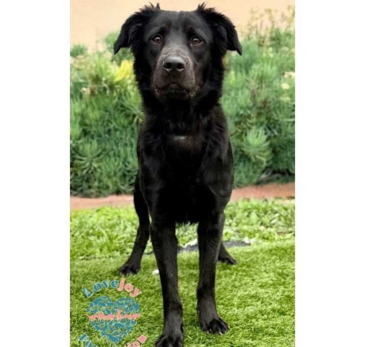 Photo of Prancer COH