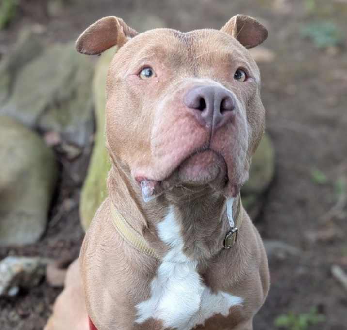 Photo of Carmello(mcas)