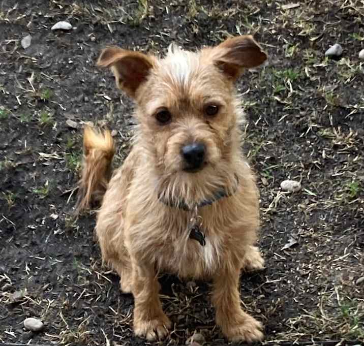 Photo of Rigby/Courtesy Post