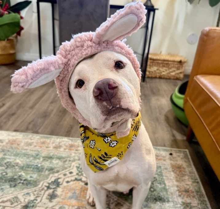 Photo of Chappell Daisy Sweet and Steady