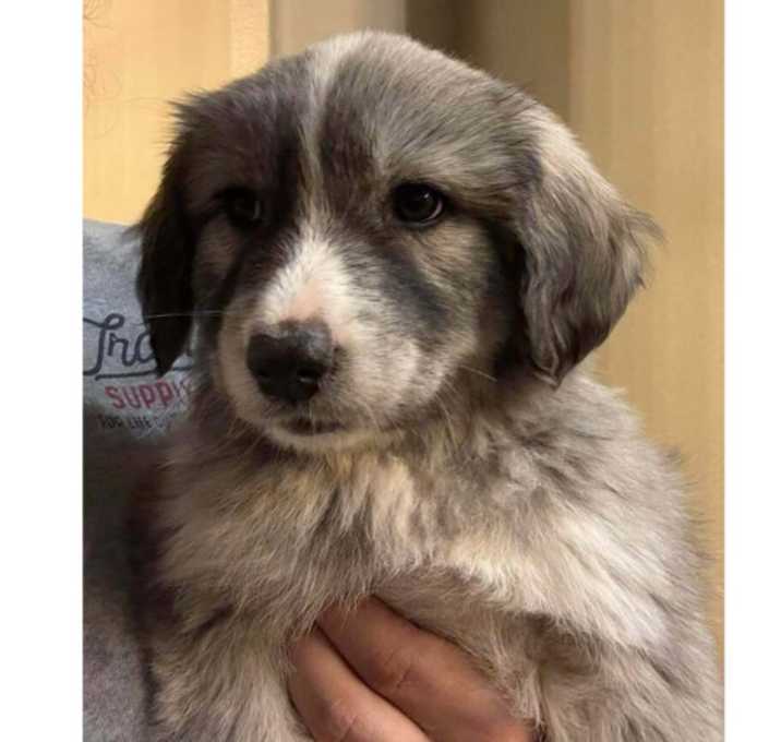 Photo of Super Bowl Snacks:  Buffalo Chicken