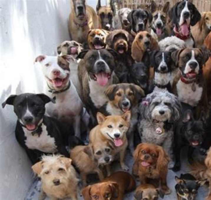 Photo of A Generic Dog/Puppy Application