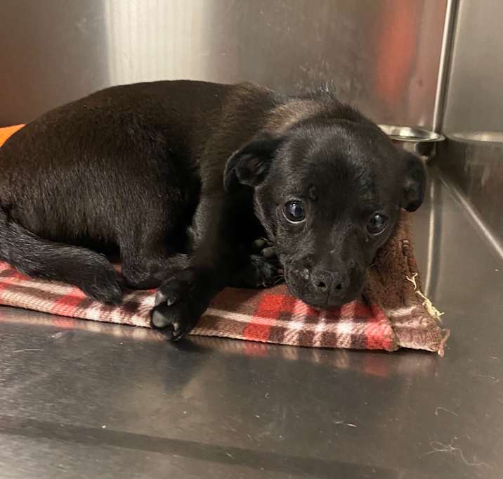 Photo of WAGS-Stray-20468_2