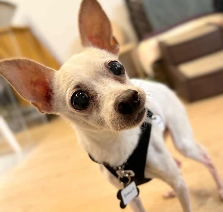 Photo of Bismark 13677