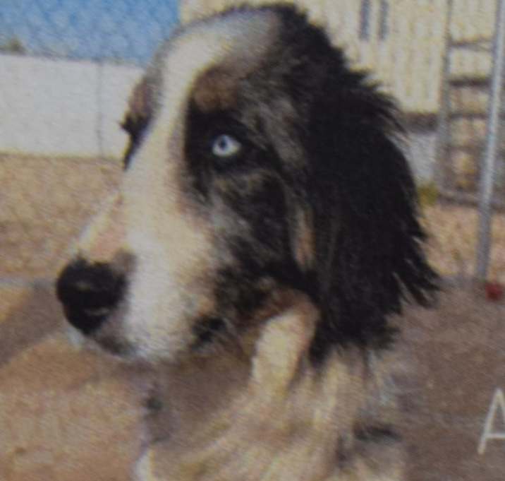 Photo of Ollie (A107603)