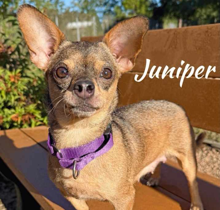 Photo of Juniper