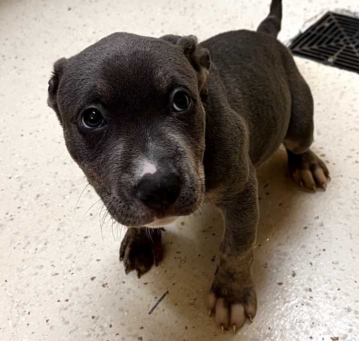 Photo of Clover 4896