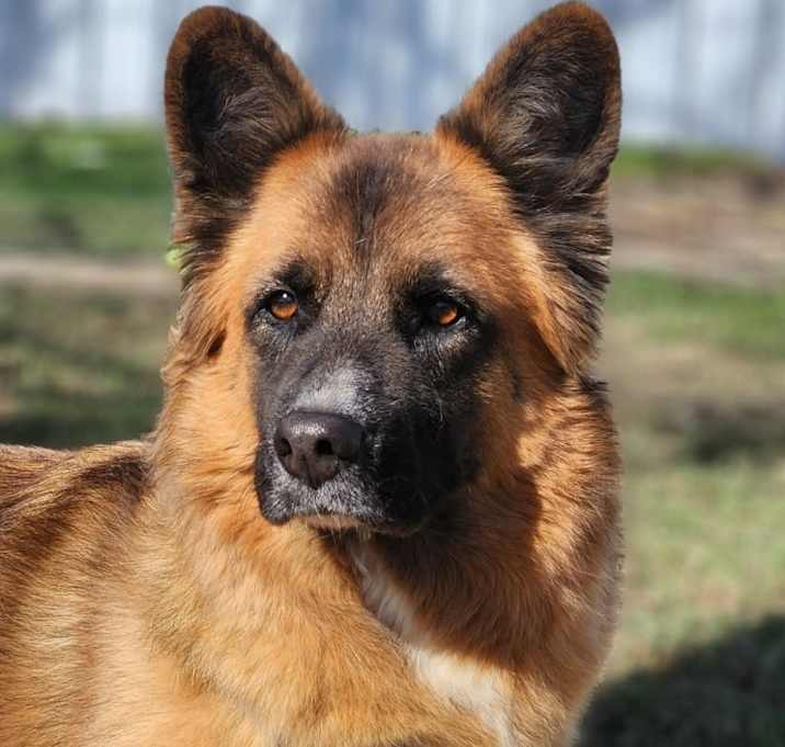 Photo of Sheeba JuM (mom)