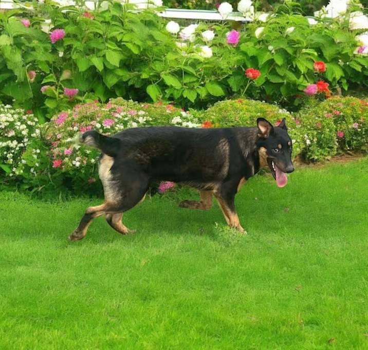 Photo of Big Boy>1 yr in rescue