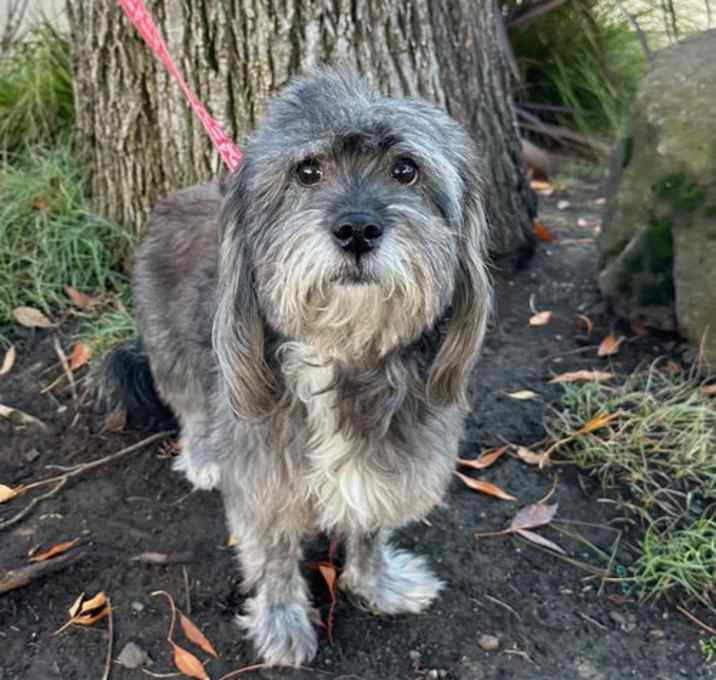 Photo of Puff the Magic Dragon