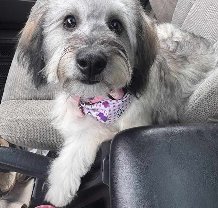 Photo of Maddie-ADOPT Me!