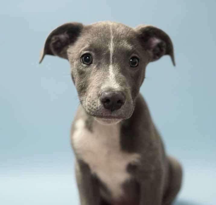 Photo of Zach--ADOPT Me!