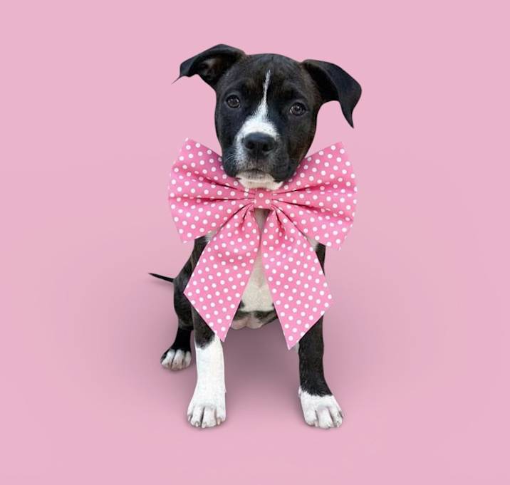 Photo of Dumpling-ADOPT Me!