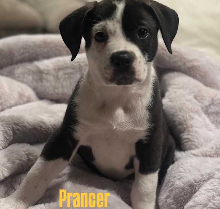 Photo of Prancer