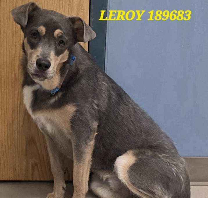 Photo of Leroy