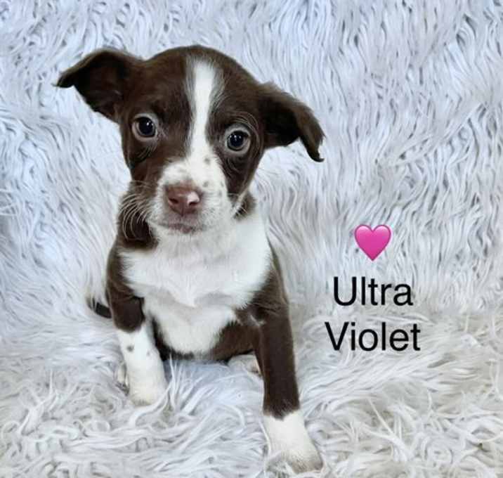 Photo of Ultra Violet