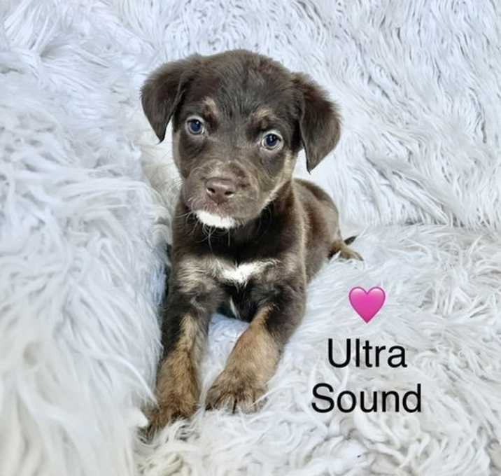 Photo of Ultra Sound