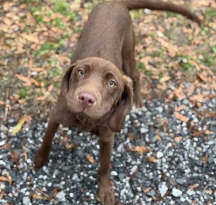 Photo of Brownie Batter