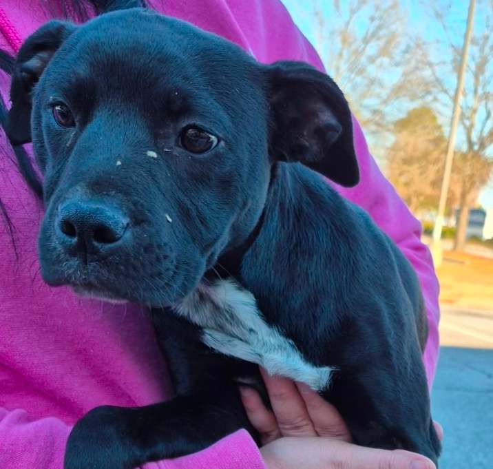 Photo of 1/1/2026-Stray-VictoryDrive