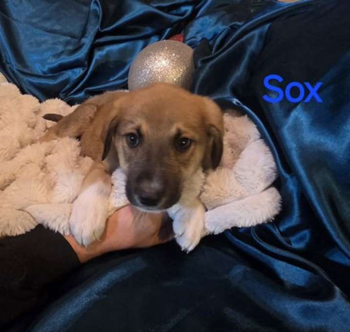 Photo of Sox