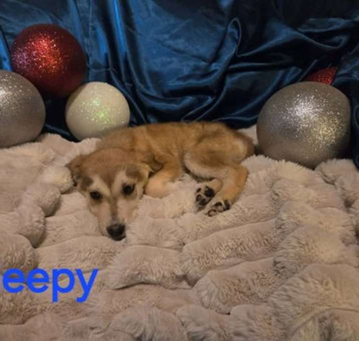 Photo of Sleepy