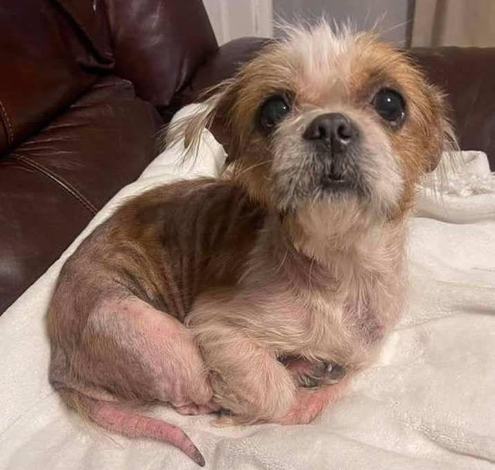 Photo of Meesa (NOT YET AVAILABLE - STRAY)