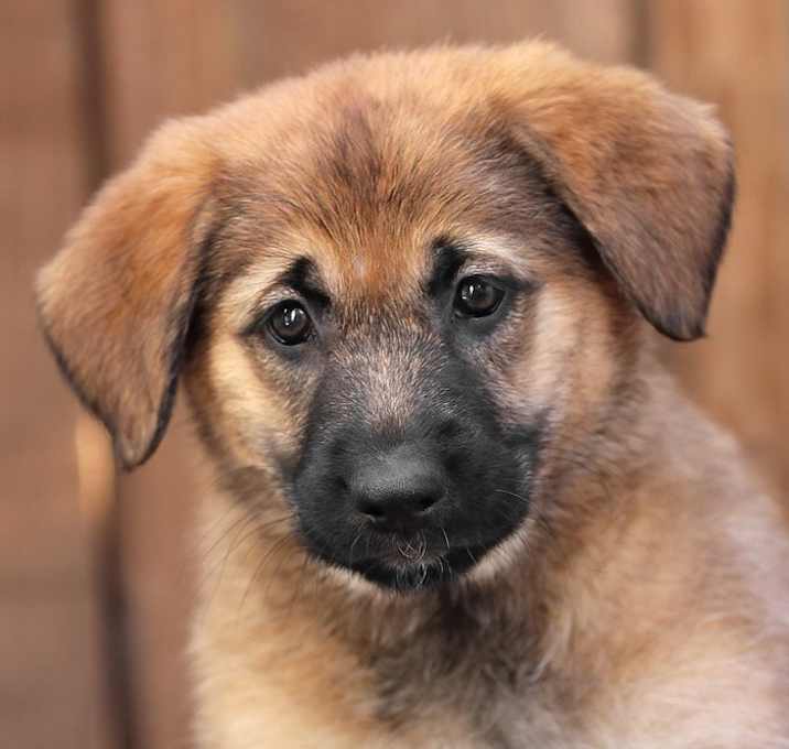 Photo of Pumpkin von Bailey