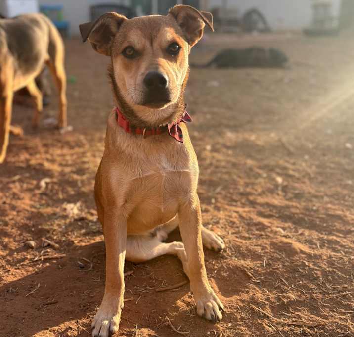 Photo of FWT Tortoise