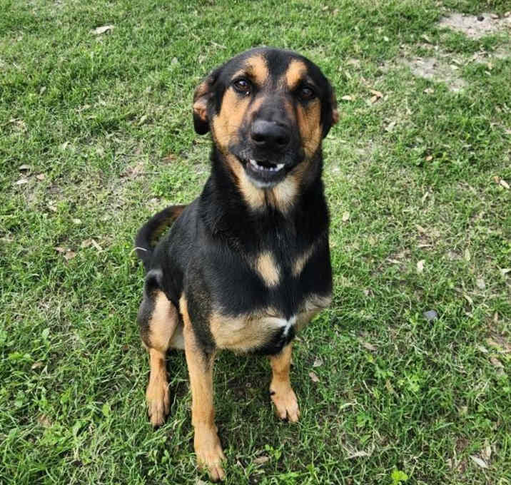 Photo of Ryker (Cailou)