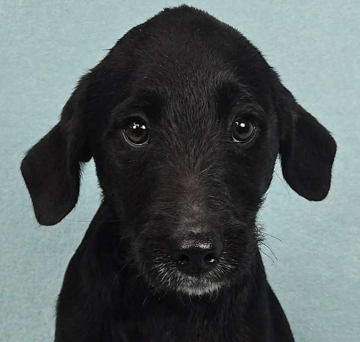 Photo of Lumin *foster needed*