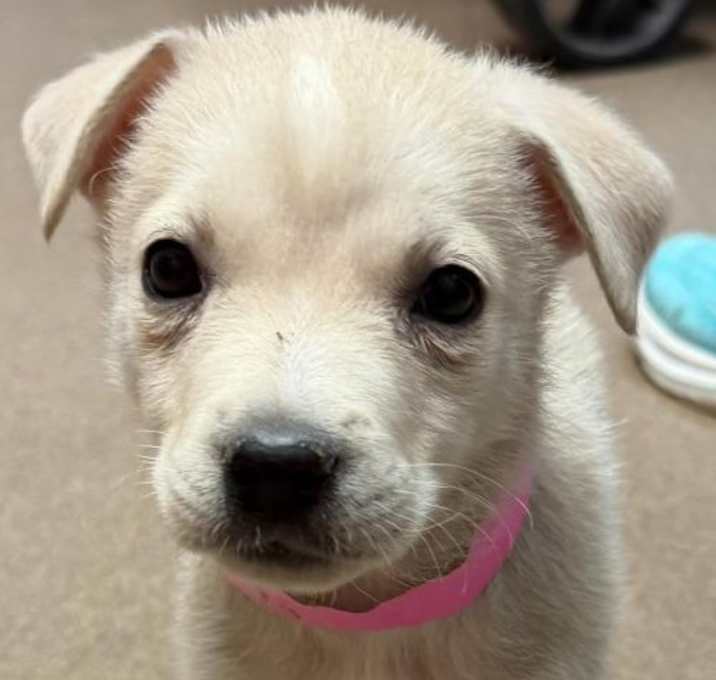 Photo of Shorty Wags