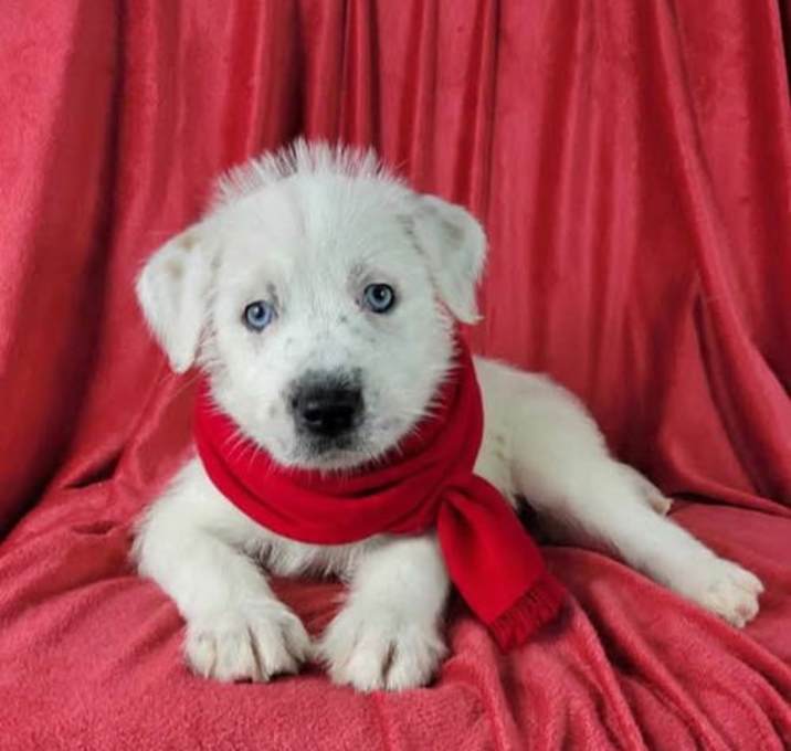 Photo of Dancer(blue eyes)