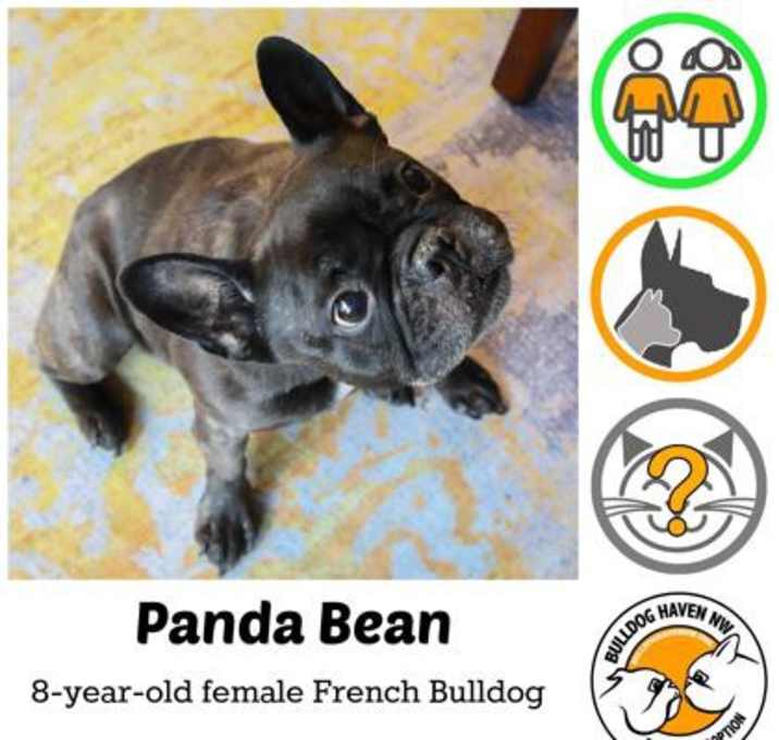 Photo of Panda Bean