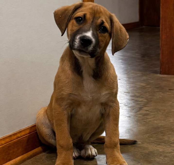 Photo of Leo (formerly Pistachio