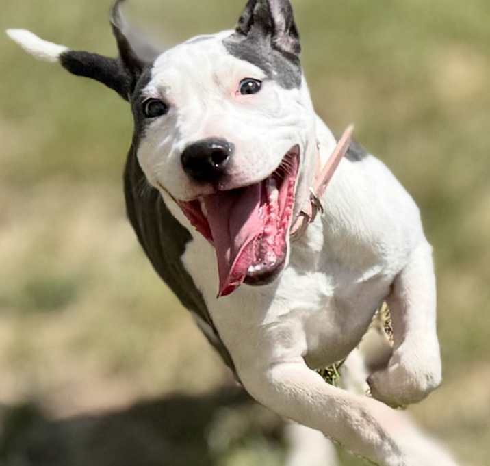 Photo of Lola 25-07-053