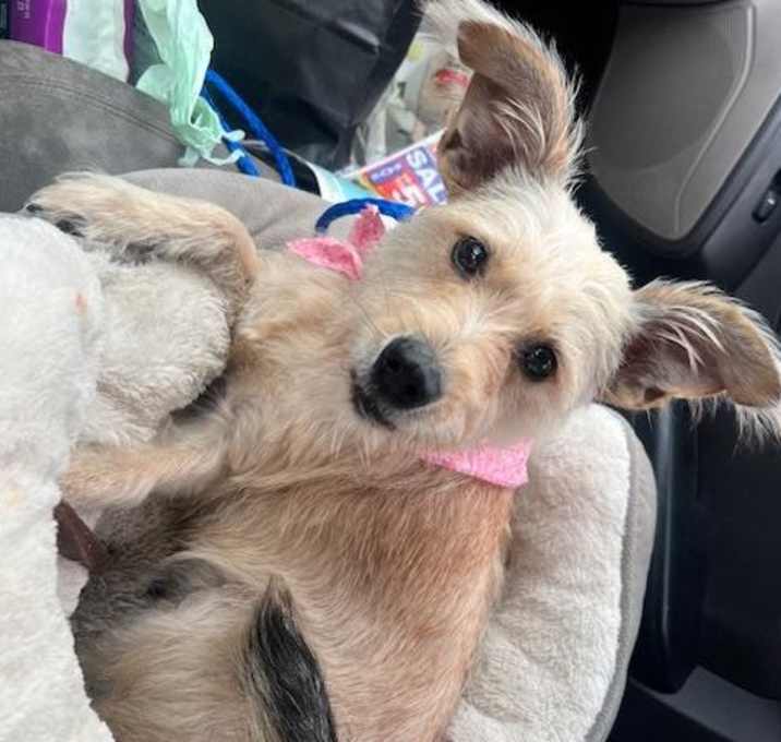 Photo of Ellie/Dolly (Momma - Amie's puppies)